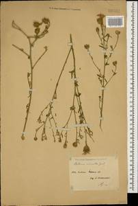 Centaurea stoebe subsp. stoebe, Caucasus, Stavropol Krai, Karachay-Cherkessia & Kabardino-Balkaria (K1b) (Russia)
