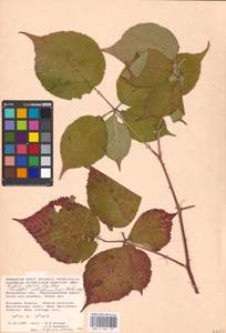 Rubus allegheniensis Porter, Eastern Europe, Moscow region (E4a) (Russia)