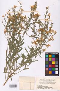 Genista tinctoria L., Eastern Europe, Lower Volga region (E9) (Russia)