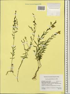 Linaria genistifolia (L.) Mill., Caucasus, Krasnodar Krai & Adygea (K1a) (Russia)