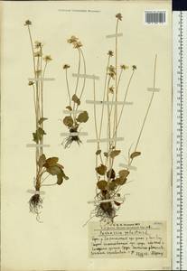 Parnassia palustris L., Siberia, Altai & Sayany Mountains (S2) (Russia)