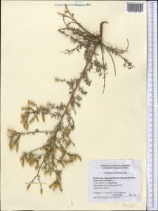 Centaurea diffusa Lam., Middle Asia, Caspian Ustyurt & Northern Aralia (M8) (Kazakhstan)