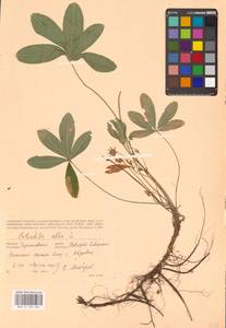 Potentilla alba L., Eastern Europe, North Ukrainian region (E11) (Ukraine)