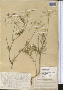 Elwendia persica (Boiss.) Pimenov & Kljuykov, Middle Asia, Pamir & Pamiro-Alai (M2) (Tajikistan)