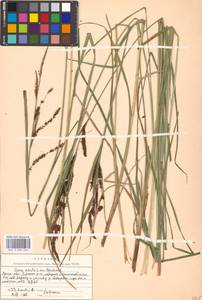 Carex acuta L., Eastern Europe, Moscow region (E4a) (Russia)