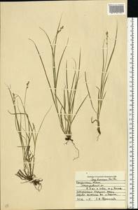 Carex brunnescens (Pers.) Poir., Eastern Europe, Central forest region (E5) (Russia)