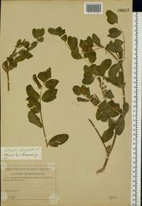 Astragalus glycyphyllos L., Eastern Europe, Central region (E4) (Russia)