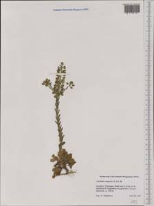 Lepidium campestre (L.) W. T. Aiton, Western Europe (EUR) (Germany)