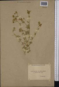 Medicago falcata L., Middle Asia, Northern & Central Kazakhstan (M10) (Kazakhstan)