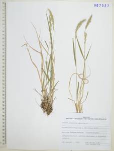 Calamagrostis korotkyi Litv., Siberia, Russian Far East (S6) (Russia)