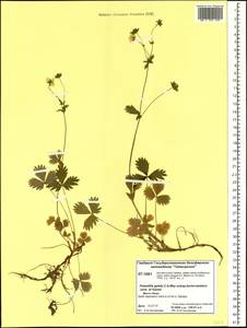 Potentilla crantzii subsp. gelida (C. A. Mey.) Soják, Siberia, Central Siberia (S3) (Russia)