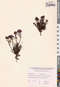 Pedicularis amoena Adams ex Steven, Siberia, Chukotka & Kamchatka (S7) (Russia)