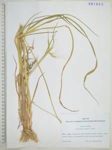 Echinochloa crus-galli (L.) P.Beauv., Siberia, Russian Far East (S6) (Russia)