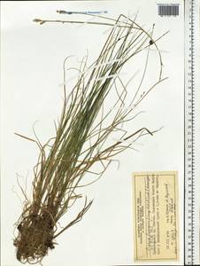 Carex lapponica O.Lang, Siberia, Central Siberia (S3) (Russia)