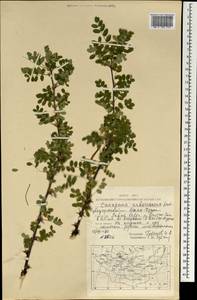 Caragana arborescens Lam., Mongolia (MONG) (Mongolia)