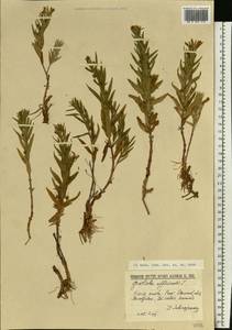 Gratiola officinalis L., Eastern Europe, North Ukrainian region (E11) (Ukraine)