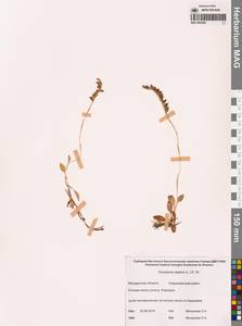 Goodyera repens (L.) R.Br., Siberia, Chukotka & Kamchatka (S7) (Russia)