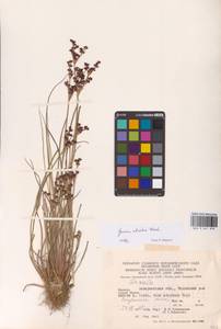Juncus atratus Krock., Eastern Europe, West Ukrainian region (E13) (Ukraine)