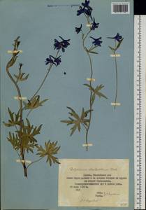 Delphinium cheilanthum Fisch. ex DC., Siberia, Yakutia (S5) (Russia)