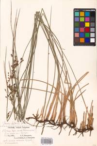 Juncus balticus Willd., Eastern Europe, Estonia (E2c) (Estonia)
