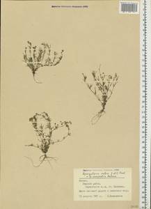 Spergularia rubra (L.) J. Presl & C. Presl, Eastern Europe, Latvia (E2b) (Latvia)