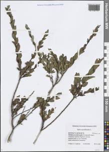 Salix myrtilloides L., Siberia, Baikal & Transbaikal region (S4) (Russia)