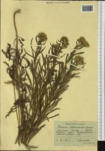 Achillea ptarmicoides Maxim., Siberia, Russian Far East (S6) (Russia)