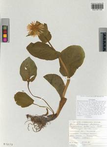 Doronicum altaicum Pall., Siberia, Altai & Sayany Mountains (S2) (Russia)