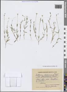 Stellaria davurica D. F. K. Schltdl., Siberia, Chukotka & Kamchatka (S7) (Russia)