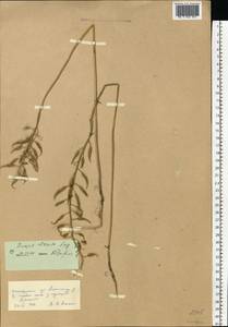 Sinapis alba subsp. dissecta (Lag.) Simonk., Eastern Europe, South Ukrainian region (E12) (Ukraine)