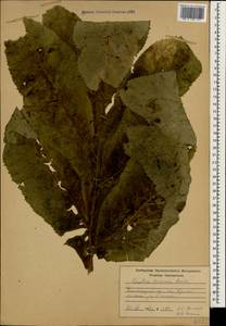 Xanthogalum tatianae (Bordz.) Schischk., Caucasus, Krasnodar Krai & Adygea (K1a) (Russia)