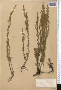 Artemisia sericea (Besser) Weber ex Stechm., Middle Asia, Northern & Central Kazakhstan (M10) (Kazakhstan)