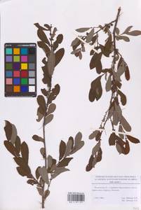 Salix aurita L., Eastern Europe, Moscow region (E4a) (Russia)