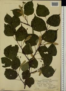 Tilia cordata Mill., Eastern Europe, West Ukrainian region (E13) (Ukraine)