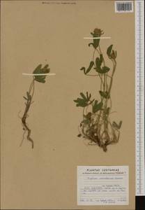 Trifolium ochroleucon Huds., Western Europe (EUR) (Portugal)