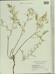 Astragalus arenarius L., Eastern Europe, Central region (E4) (Russia)