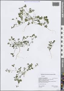 Cleome, South Asia, South Asia (Asia outside ex-Soviet states and Mongolia) (ASIA) (Yemen)