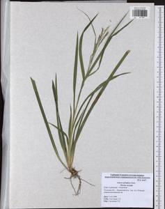 Carex sylvatica Huds., Eastern Europe, Central region (E4) (Russia)