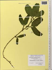 Lathyrus miniatus M.Bieb. ex Steven, Caucasus, Black Sea Shore (from Novorossiysk to Adler) (K3) (Russia)