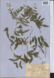 Vicia sepium L., Middle Asia, Northern & Central Tian Shan (M4) (Kazakhstan)
