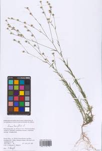 Linum tenuifolium L., Eastern Europe, Rostov Oblast (E12a) (Russia)