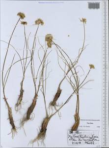 Allium, Middle Asia, Northern & Central Tian Shan (M4) (Kazakhstan)