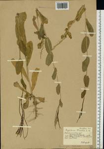 Conringia orientalis (L.) Dumort., Eastern Europe, South Ukrainian region (E12) (Ukraine)