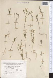 Linum corymbulosum Rchb., Middle Asia, Pamir & Pamiro-Alai (M2) (Tajikistan)