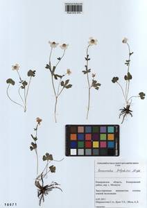 Ranunculus polyrhizos Stephan ex Willd., Siberia, Altai & Sayany Mountains (S2) (Russia)