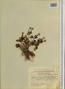 Ranunculus sulphureus Sol., Siberia, Chukotka & Kamchatka (S7) (Russia)