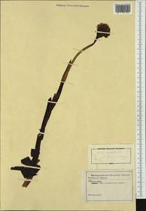 Neotinea tridentata (Scop.) R.M.Bateman, Pridgeon & M.W.Chase, Western Europe (EUR) (Not classified)