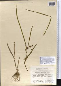 Sparganium angustifolium Michx., Eastern Europe, Northern region (E1) (Russia)