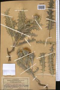 Cousinia auriculata Boiss., Middle Asia, Pamir & Pamiro-Alai (M2) (Tajikistan)