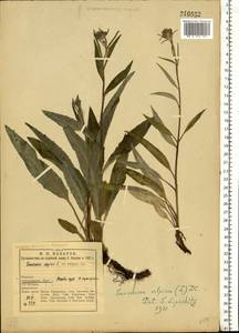 Saussurea alpina (L.) DC., Eastern Europe, Northern region (E1) (Russia)